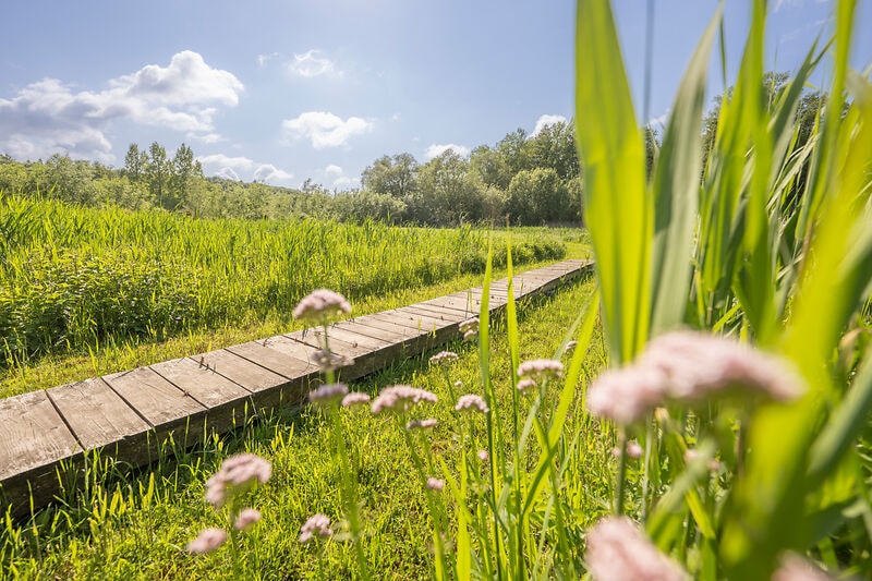 Ein Steg, der durch die Natur führt.
